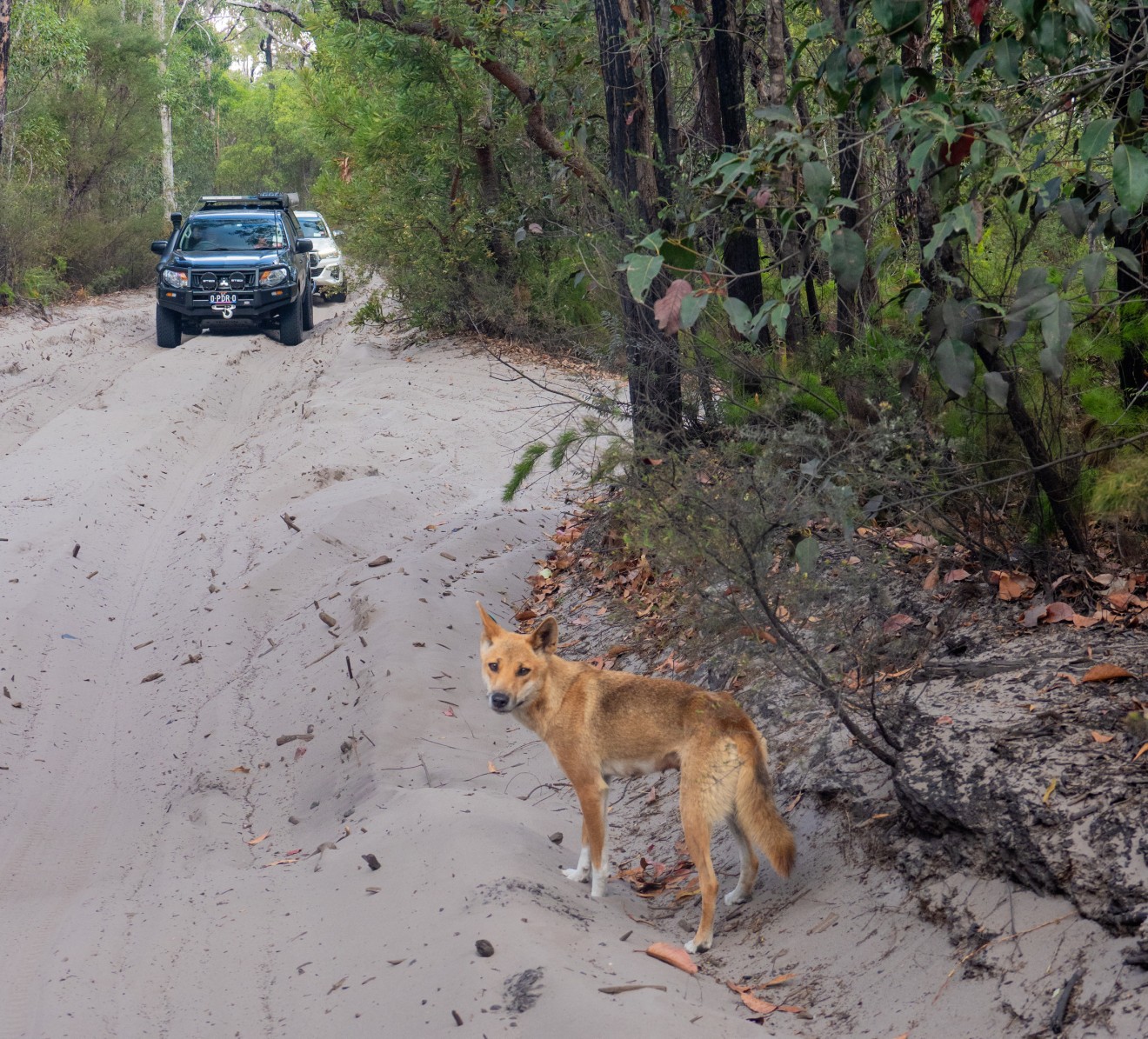Image blog Search and Stay: Fraser Island, Queensland.