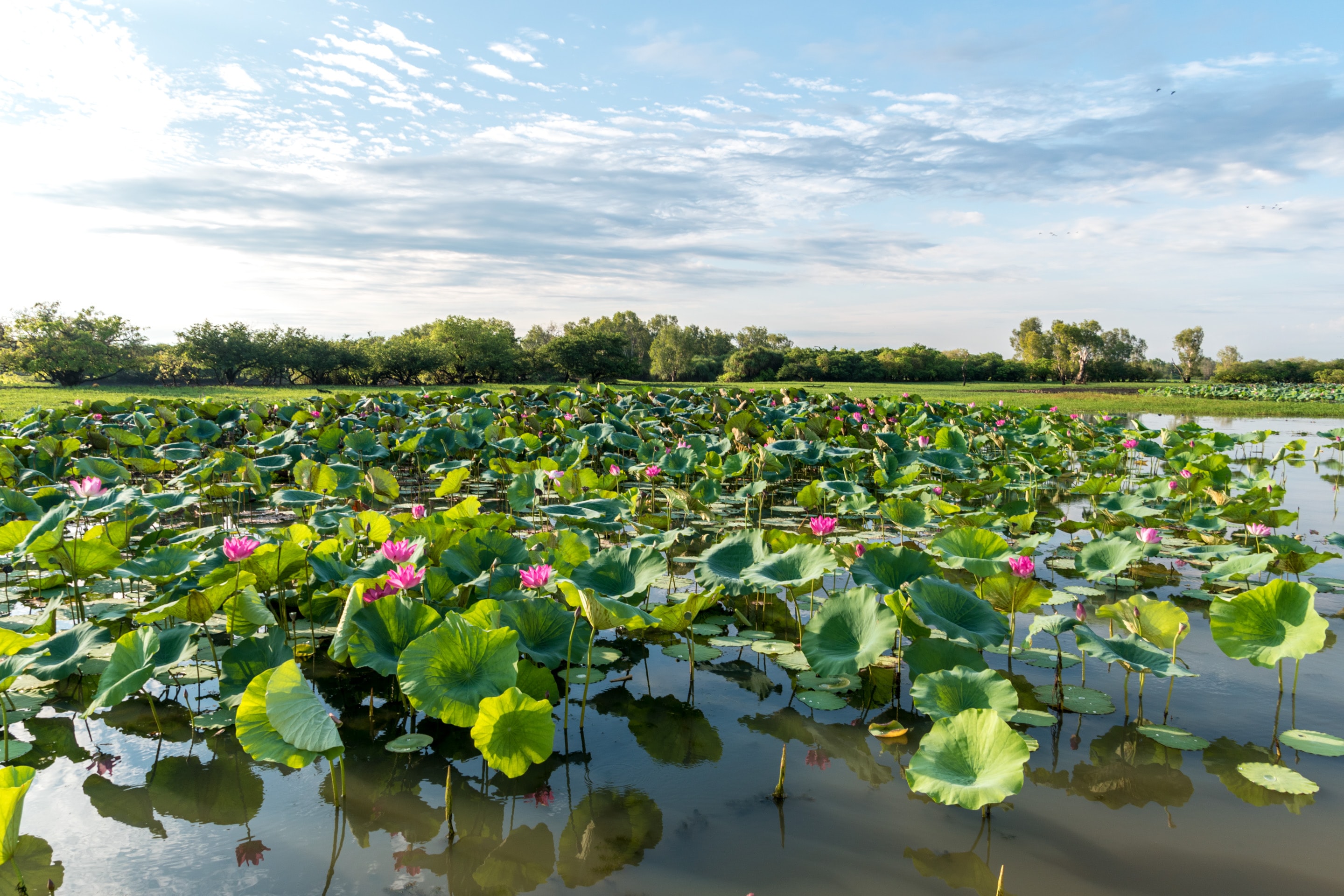 Image blog - Discover the Northern Territory: Dive into Nature, Culture, and Adventure with Search and Stay