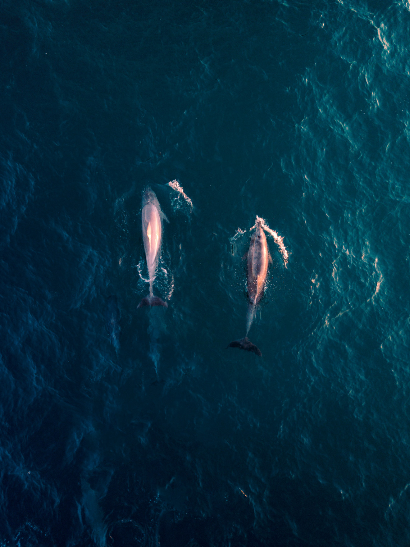 Image blog Top 10 (or more) things to do in Port Stephens, New South Wales - Search and Stay