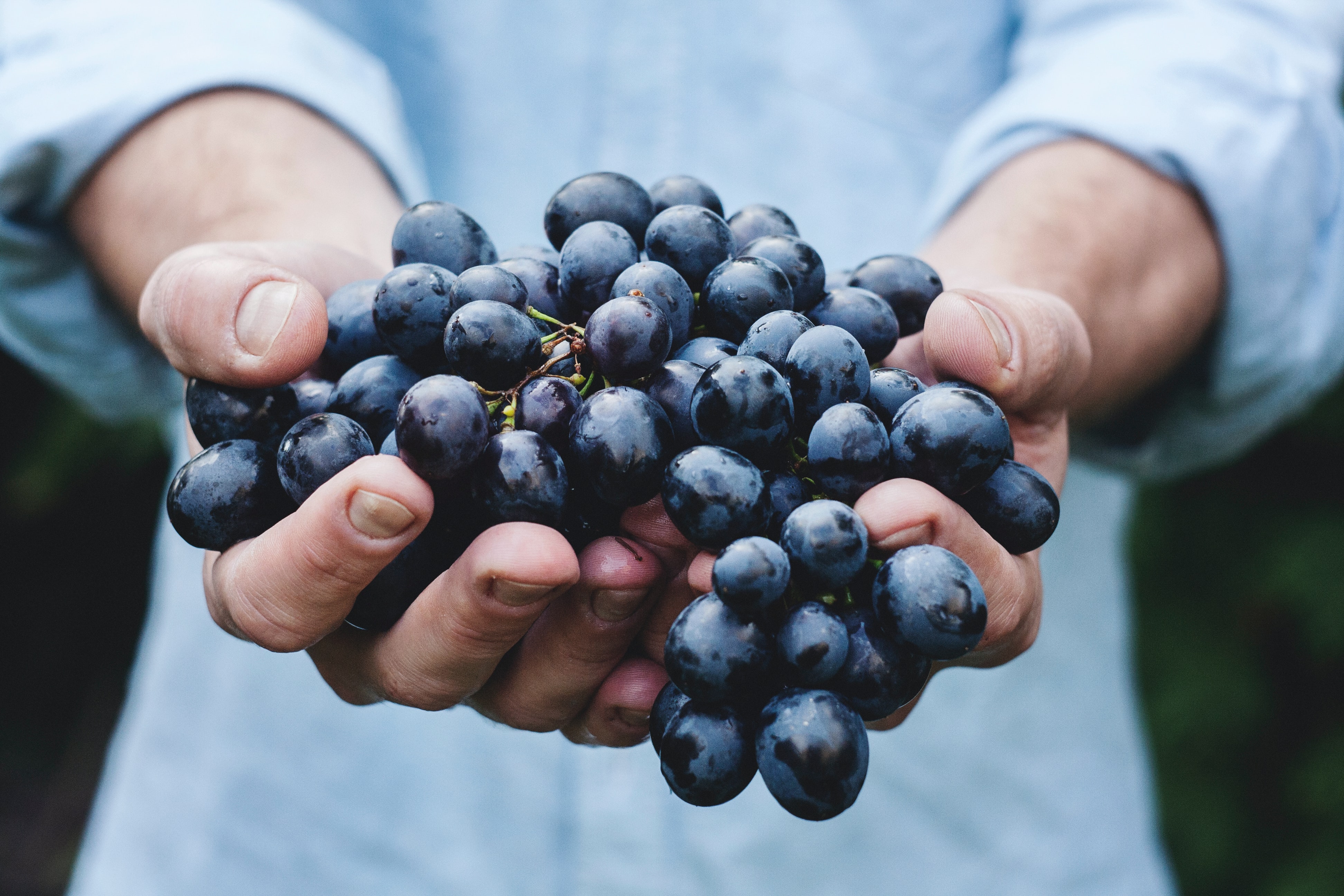 Image blog - Discover Clare Valley: Unwind in Wine Country with Search and Stay