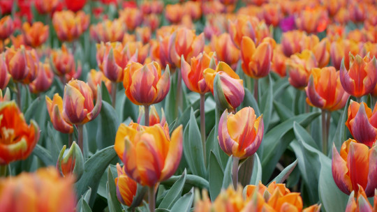 Image blog - Southern Highlands Escape: Discover with Search and Stay