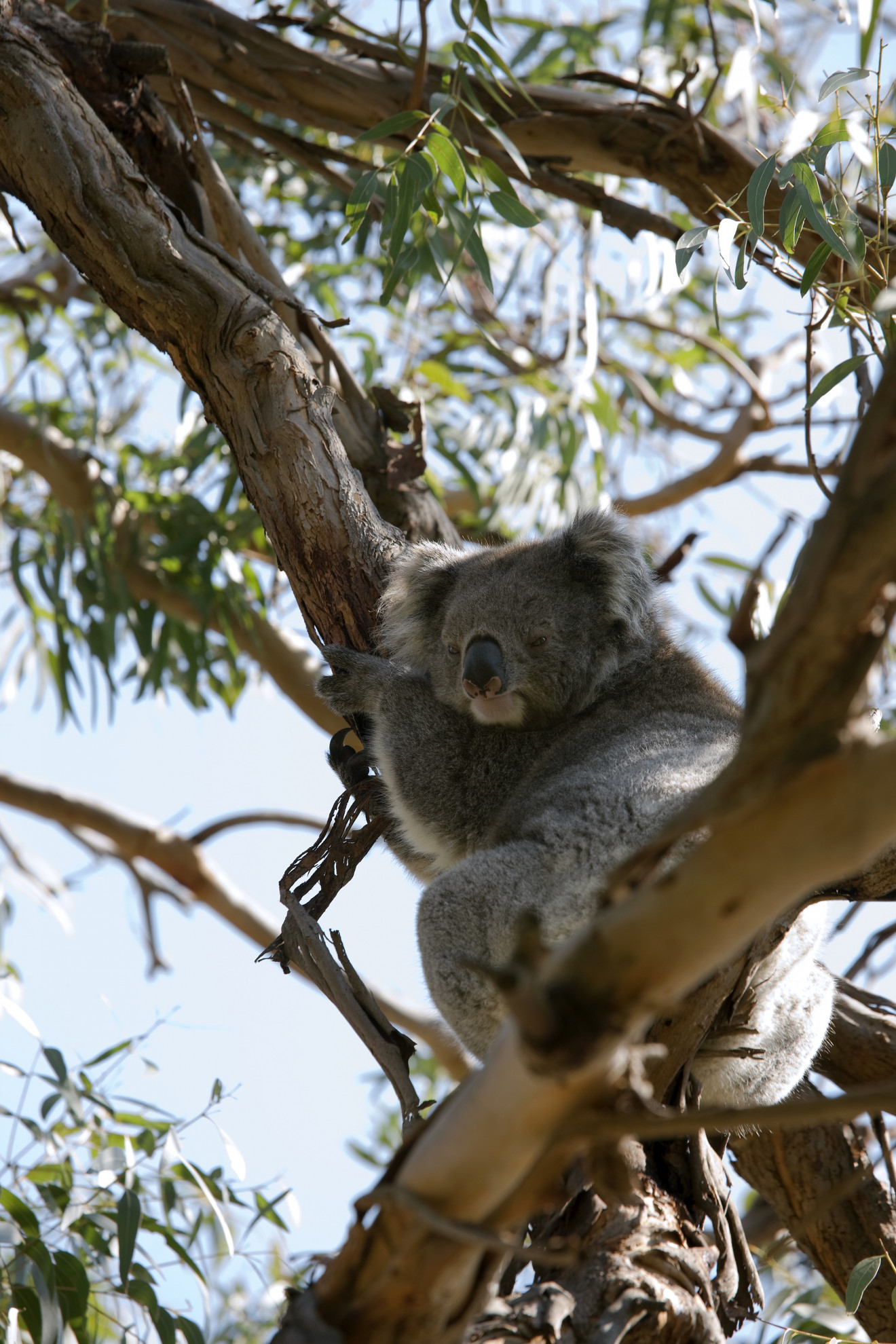 Image blog - Paynesville in Victoria's Gippsland area is the perfect holiday escape and includes Koalas