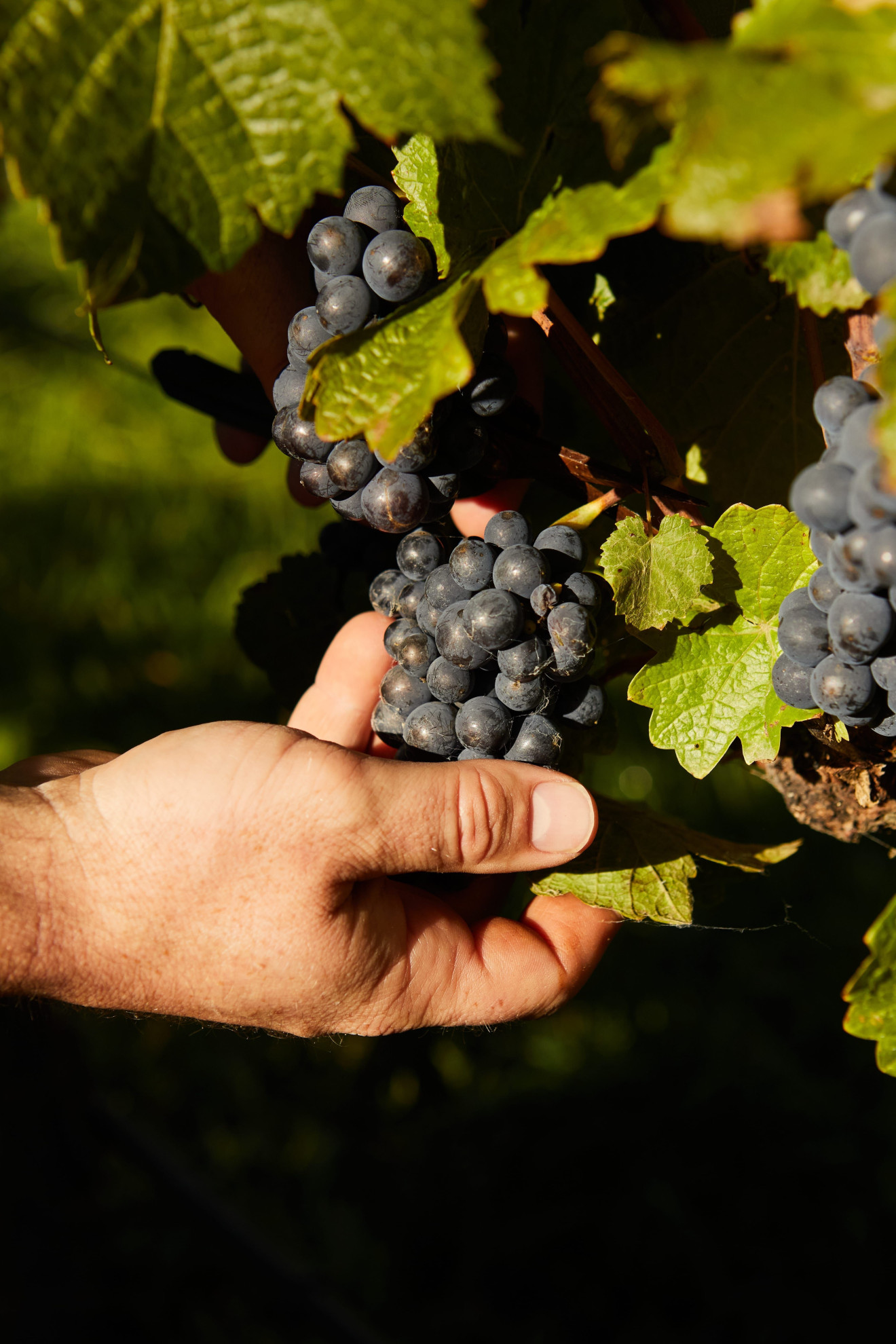 Image blog Search and Stay: Mount Monument Restaurant Opens in Victoria’s stunning Macedon Ranges