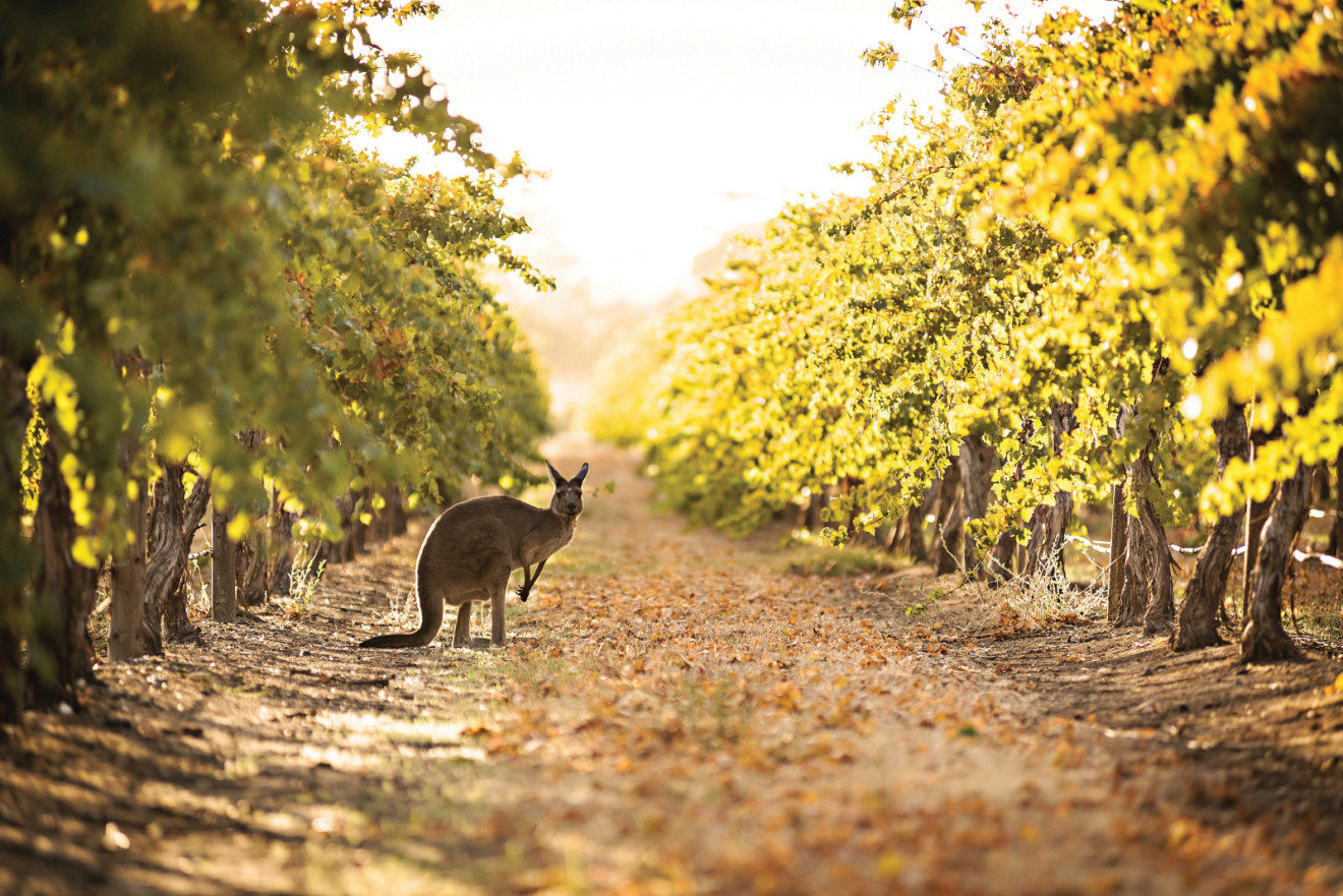 Image blog - Search and Stay: Padthaway, South Australia