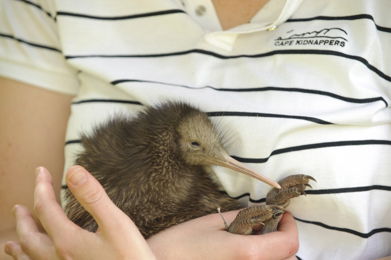Image blog Places to Go, What to See and Do in New Zealand's North Island