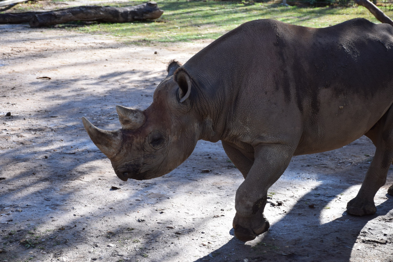 Image blog Top 8 Things to Do in Dubbo, NSW