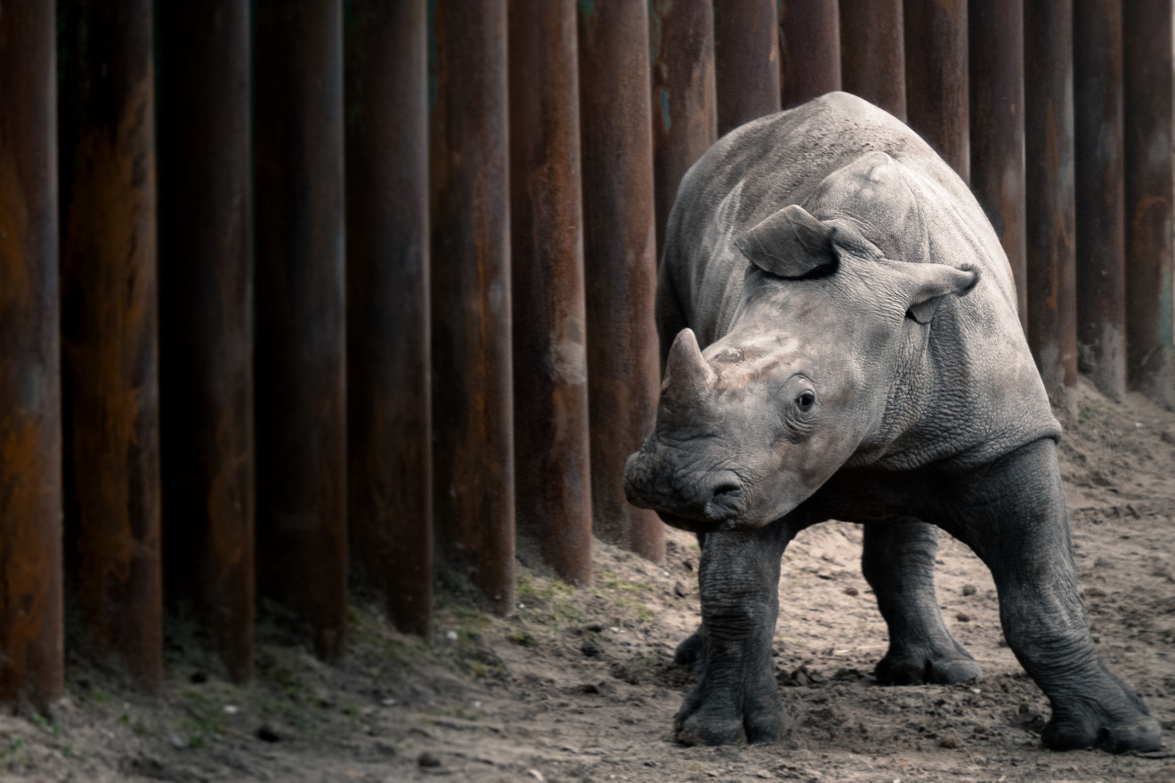 Image blog - The Ultimate Wildlife Experience at Australia’s only Zoo and Aquarium