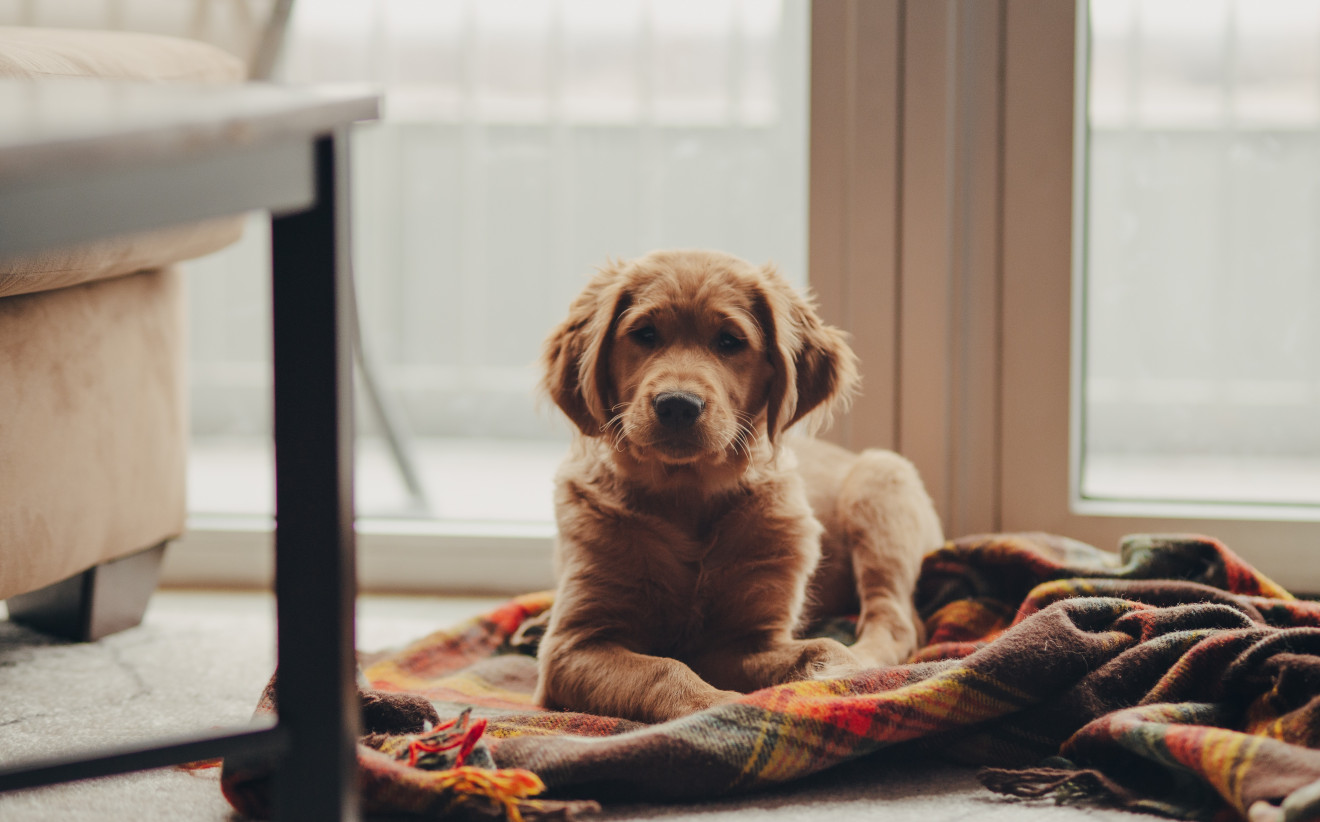 Image blog Catering to Furry Friends: How to Make Your Holiday Rental Pet-Friendly