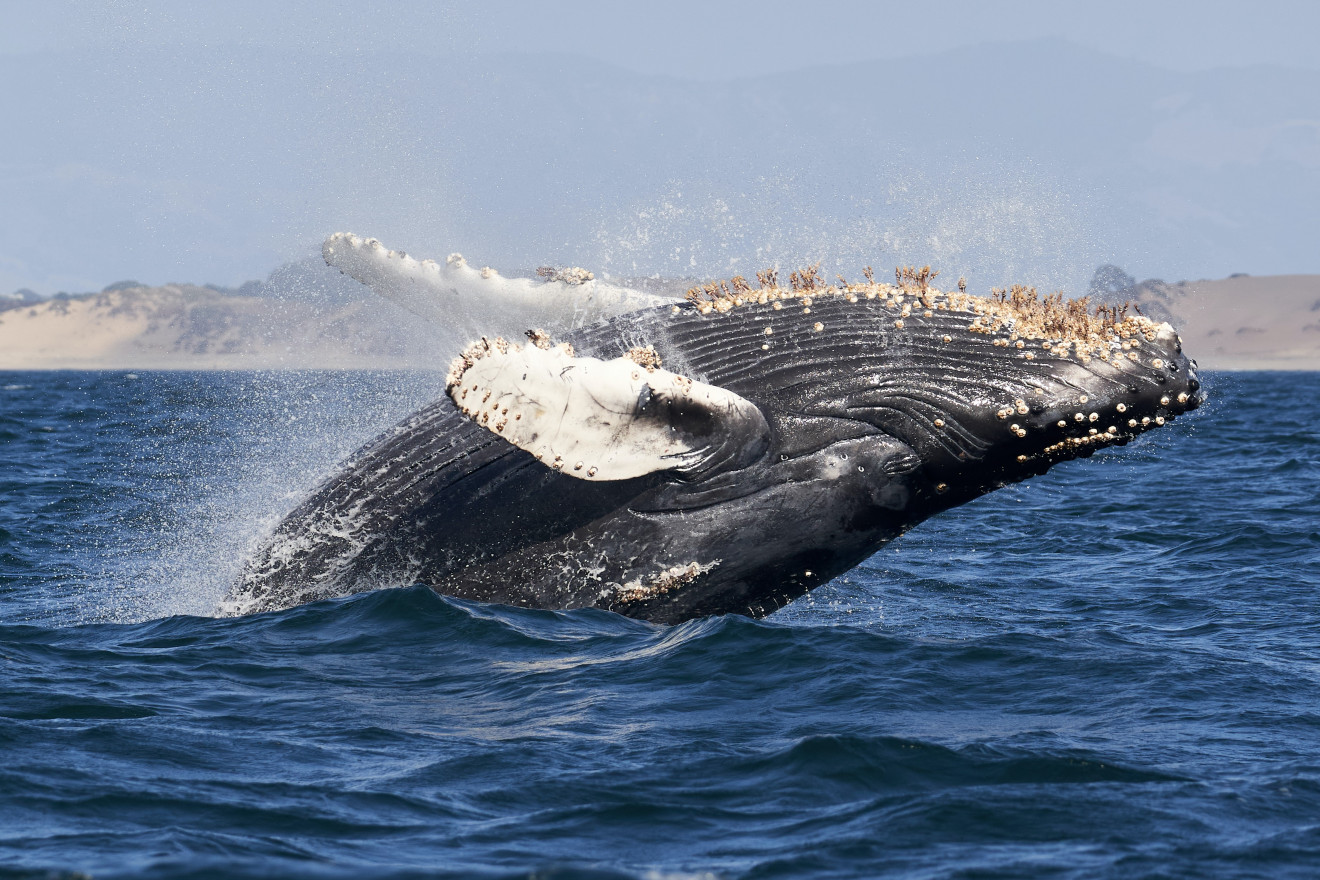 Image blog Sapphire Coast Serenity: Discover Delights with Search and Stay