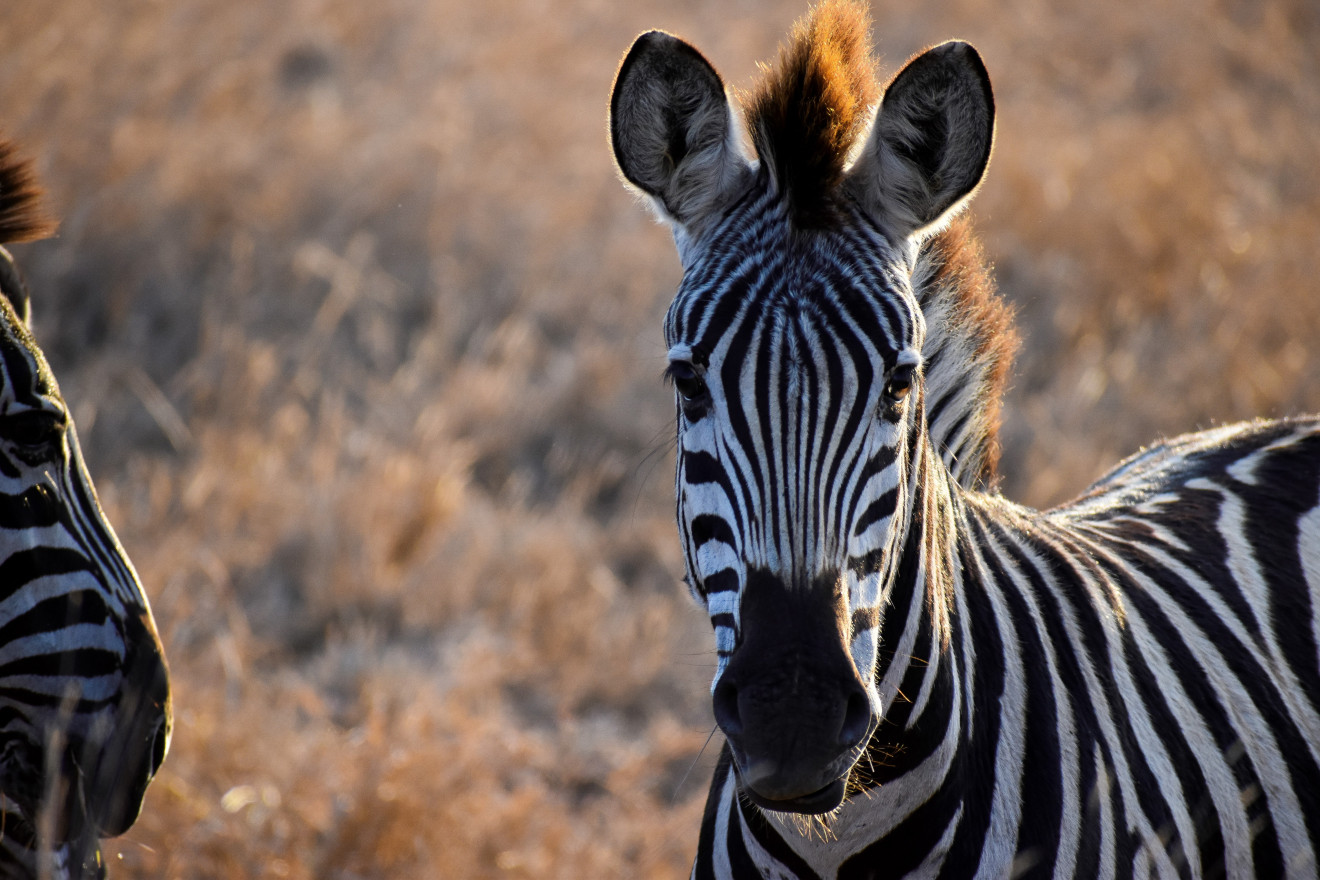 Image blog South Africa Beckons with Extraordinary Experiences and Enticing Accommodation Choices