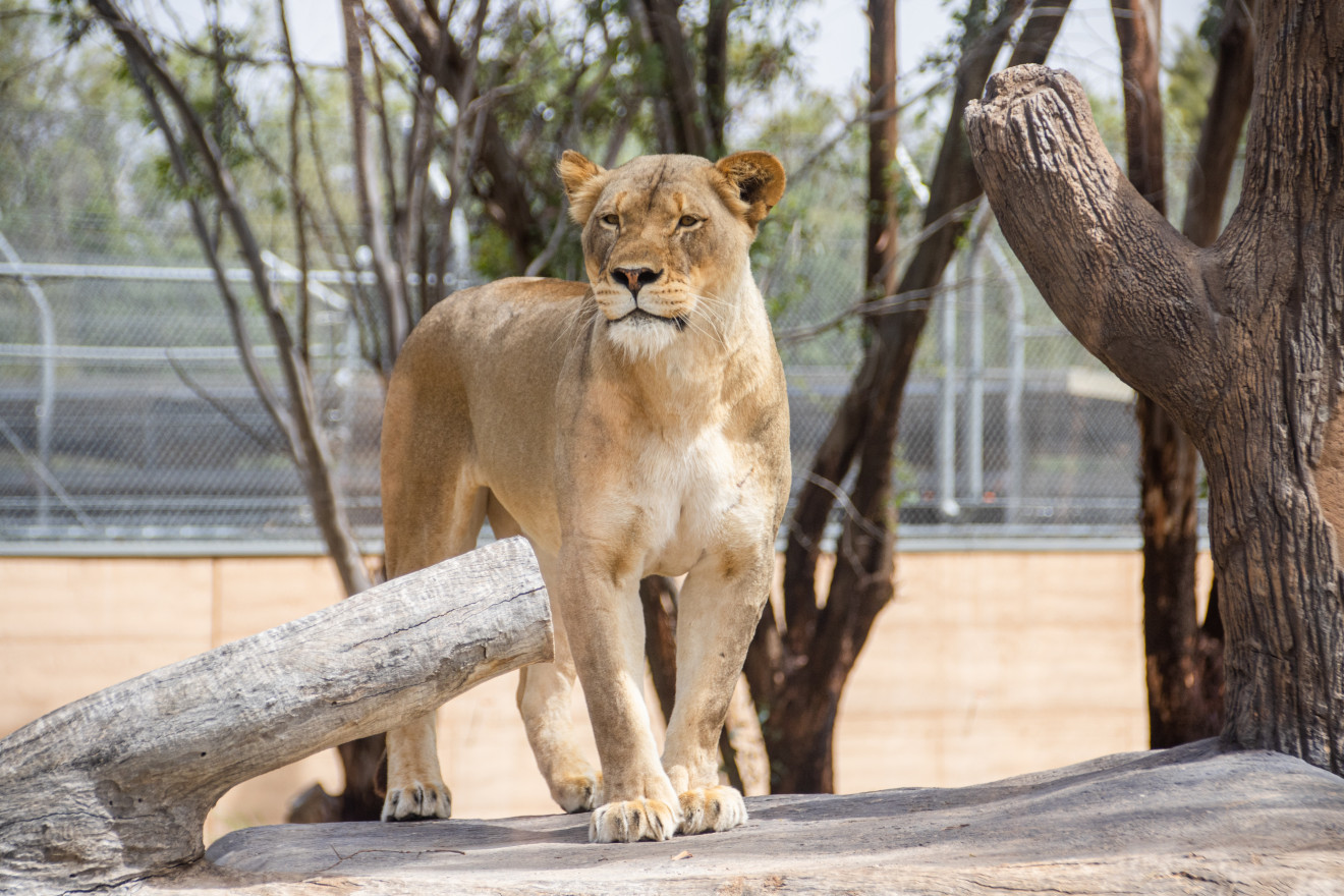 Image blog Top 8 Things to Do in Dubbo, NSW