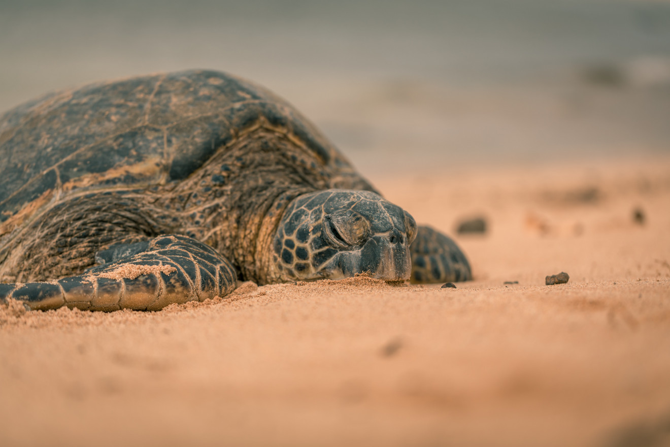 Image blog - Visit Ningaloo Coast, Western Australia and experience sea turtles breeding.